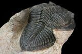 Zlichovaspis Trilobite - Atchana, Morocco #138064-4